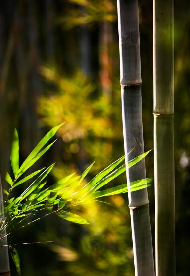 关于竹的古诗