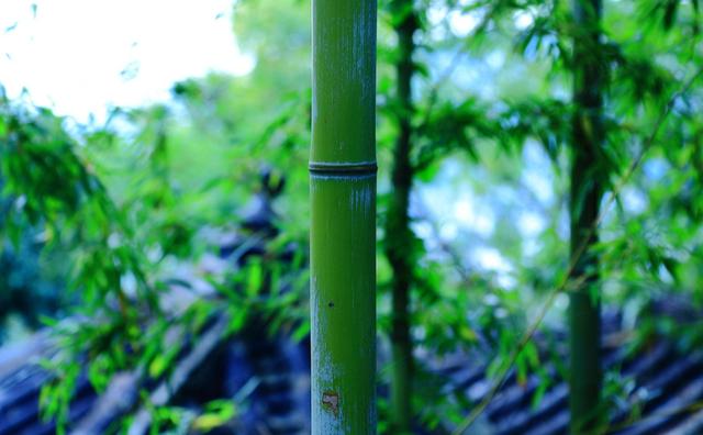 关于竹的古诗