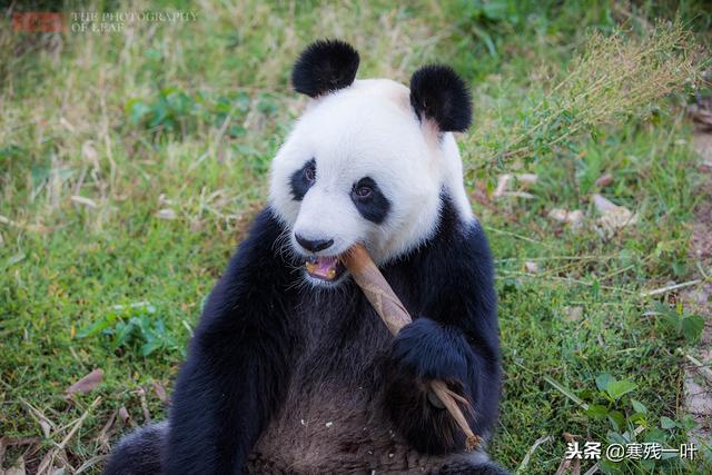 熊猫饲养员的学历要多高