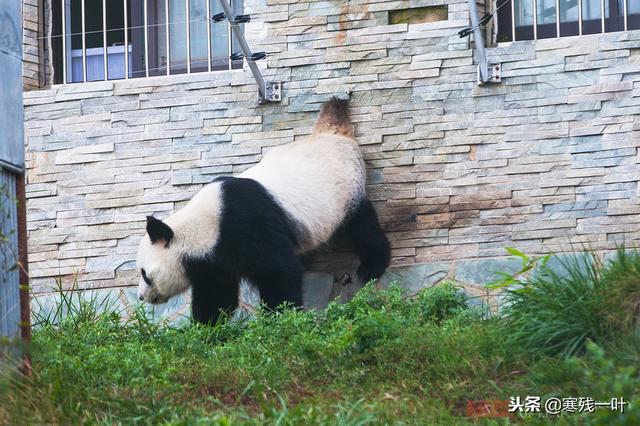 熊猫饲养员的学历要多高